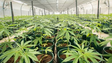 Jujuy dio inicio a la cosecha de cannabis "más importante de Latinoamérica"