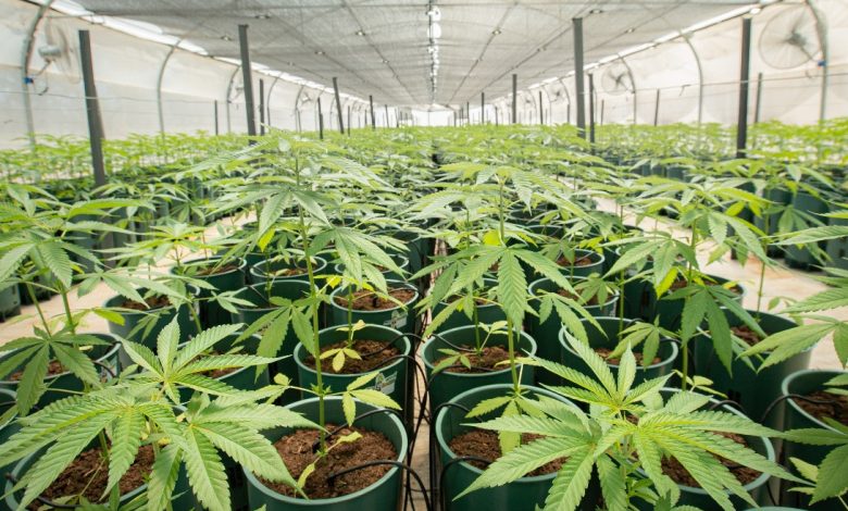 Jujuy dio inicio a la cosecha de cannabis "más importante de Latinoamérica"
