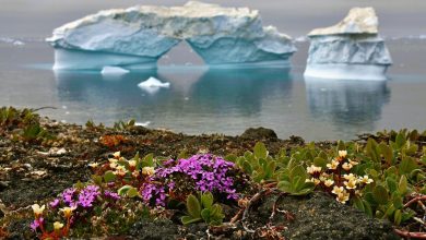 Preocupa el crecimiento de flores en la Antártida