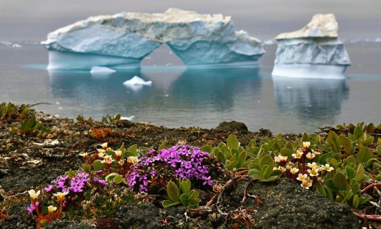 Preocupa el crecimiento de flores en la Antártida