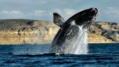 Más de 1.000 ballenas fueron identificadas en Península Valdés