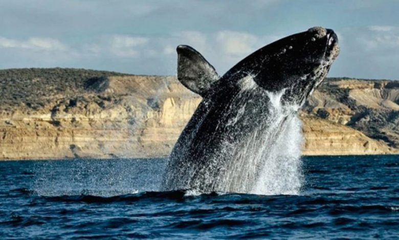 Más de 1.000 ballenas fueron identificadas en Península Valdés