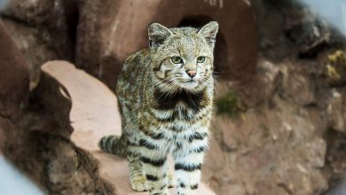 Avistaron en Mendoza a una especie de gato en peligro de extinción