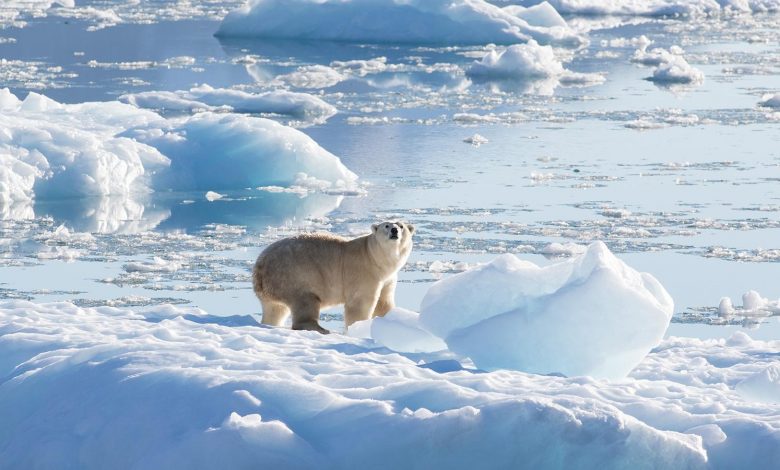 Encuentran subpoblación de osos polares que no dependen del hielo