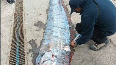 El pez que presagió un terremoto en Chile