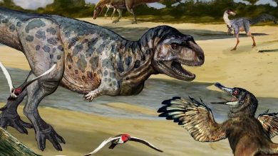 Descubren nueva especie de dinosaurio en Neuquén