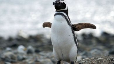 Pingüinos de Magallanes llegaron a Santa Cruz