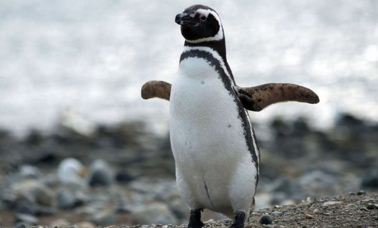 Pingüinos de Magallanes llegaron a Santa Cruz