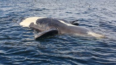 Son 10 las ballenas muertas en Península Valdés