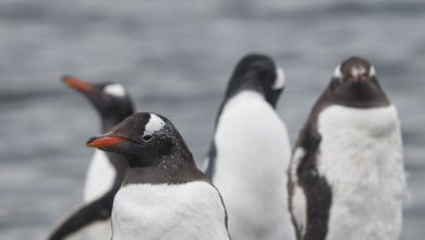 cuatro pinguinos