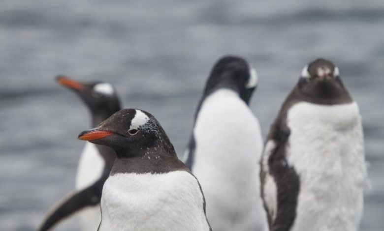 cuatro pinguinos