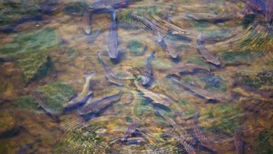 muchos salmones nadando en el rio