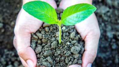 Imagen de manos sosteniendo un montículo de tierra con el brote de una planta.