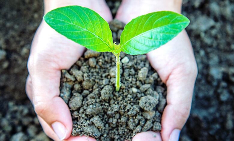 Imagen de manos sosteniendo un montículo de tierra con el brote de una planta.