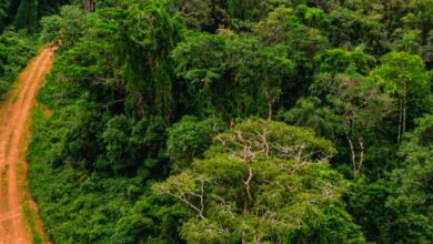 Misiones refuerza su vigilancia aérea para frenar la deforestación