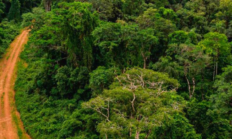 Misiones refuerza su vigilancia aérea para frenar la deforestación