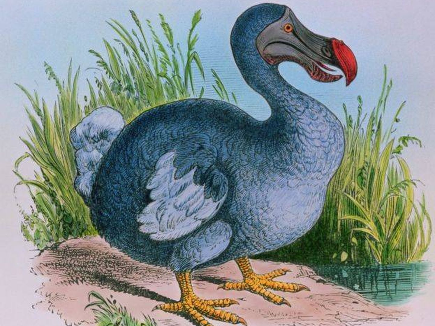 Dodo, especie extinta.