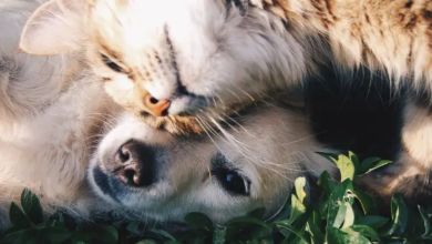 Perro y gato descansan sobre el pasto.