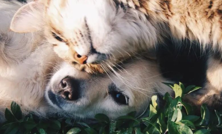 Perro y gato descansan sobre el pasto.