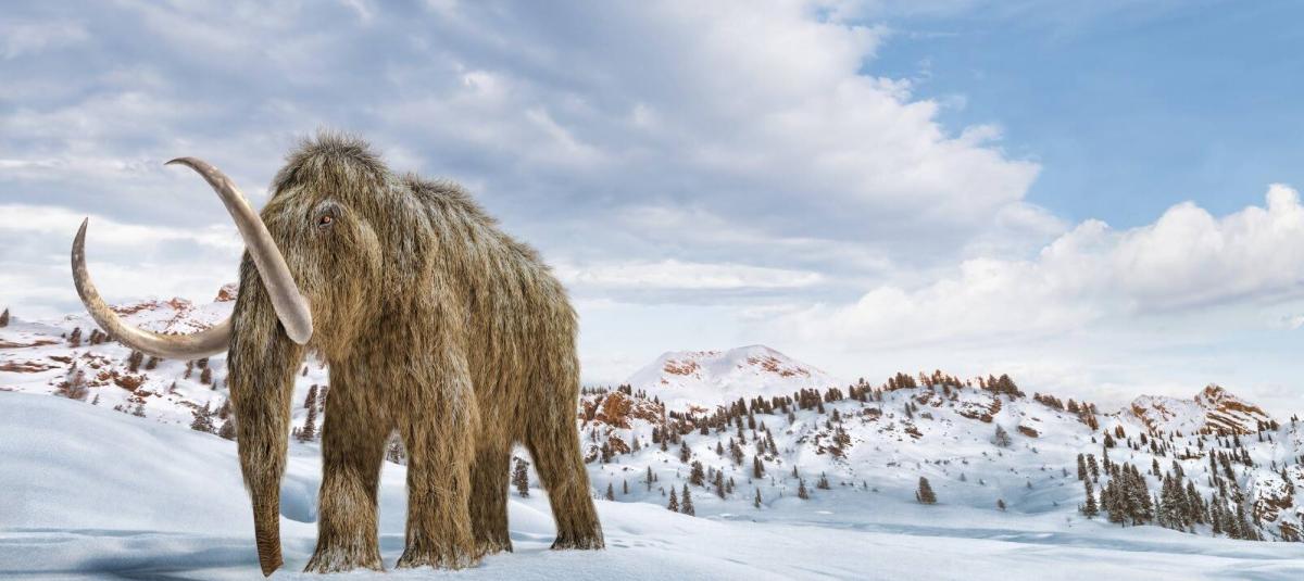 Mamut, especie extinta