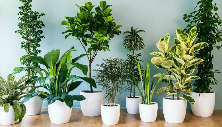 Plantas que purifican el aire