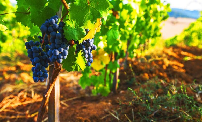 Vino ecológico