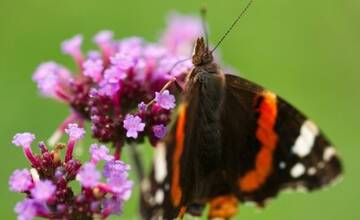 Descubren un nuevo género de mariposas