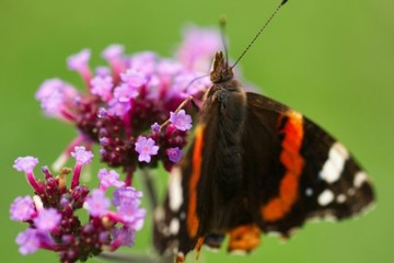 Descubren un nuevo género de mariposas