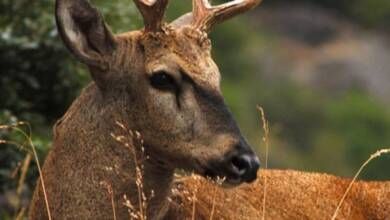 Avistaron un huemul en Neuquén tras casi 30 años