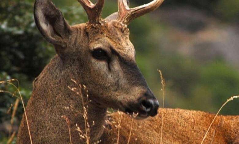 Avistaron un huemul en Neuquén tras casi 30 años