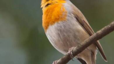 El sonido de la naturaleza beneficia la salud mental