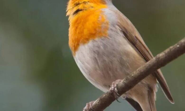 El sonido de la naturaleza beneficia la salud mental