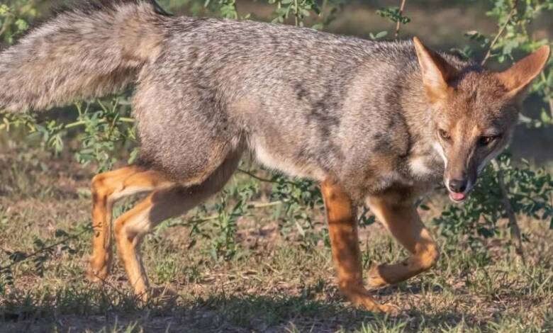 Imagen de zorro en un ambiente natural