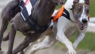 Gales prohibió las carreras de galgos