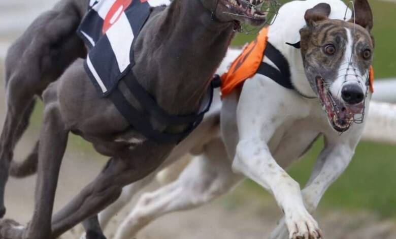 Gales prohibió las carreras de galgos