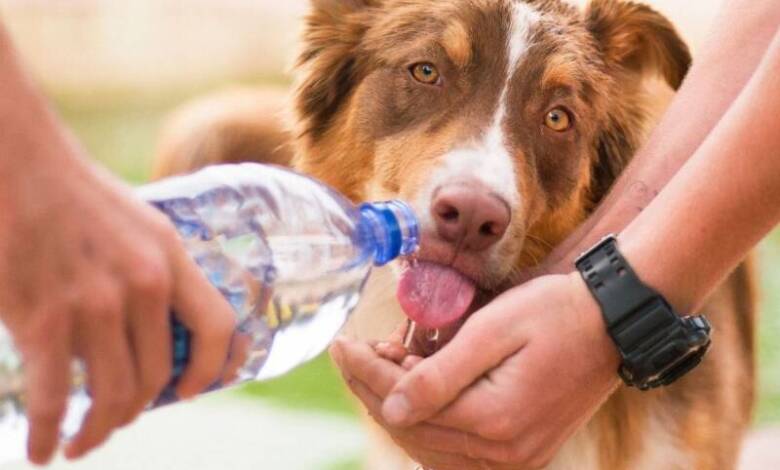 Cómo proteger a los perros y gatos durante la ola de calor