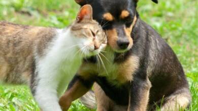 Imagen de un gato y un perro acariciándose.