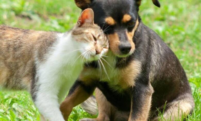 Imagen de un gato y un perro acariciándose.