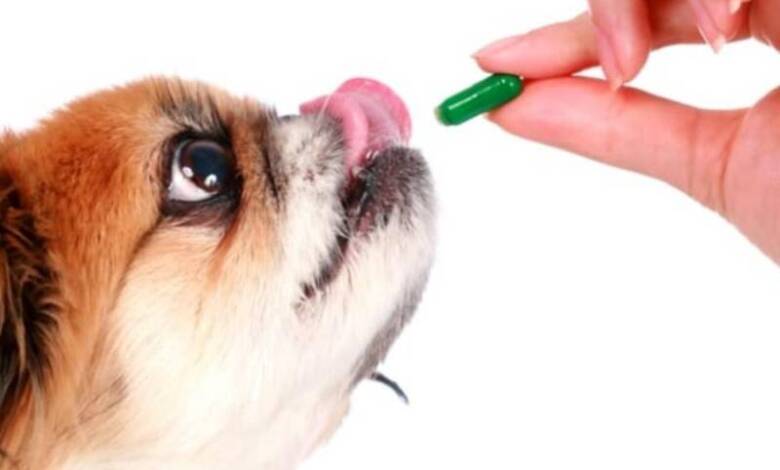 Un fármaco para perros promete alargar su vida