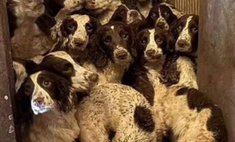 Rescataron más de 80 animales que sufrían maltrato en Inglaterra
