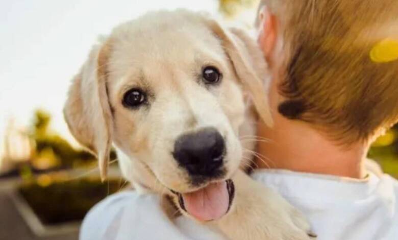 Una empresa argentina otorga licencia laboral por adopción de mascotas