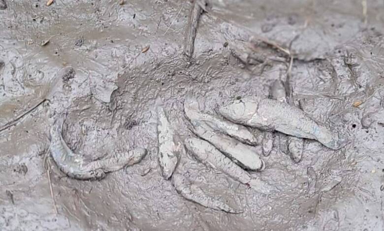 Descubrieron una nueva especie de pez en Argentina