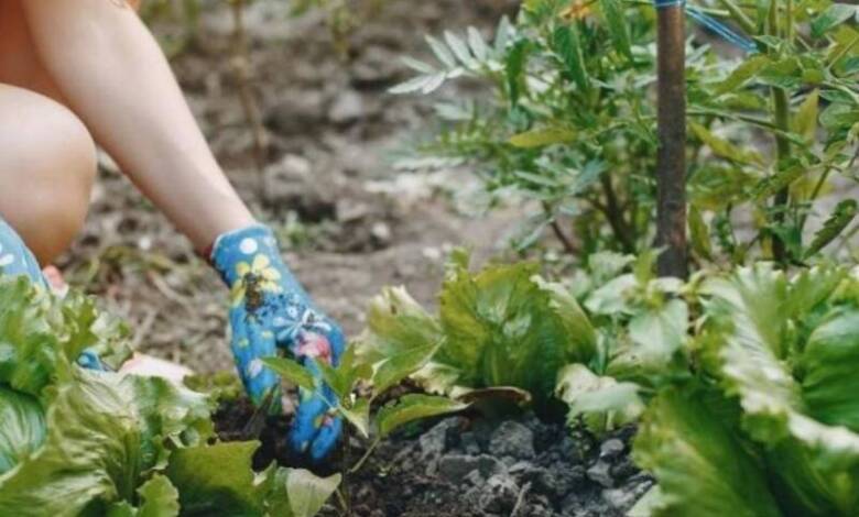 ¿Qué es la terapia hortícola y cuáles son sus principales beneficios?