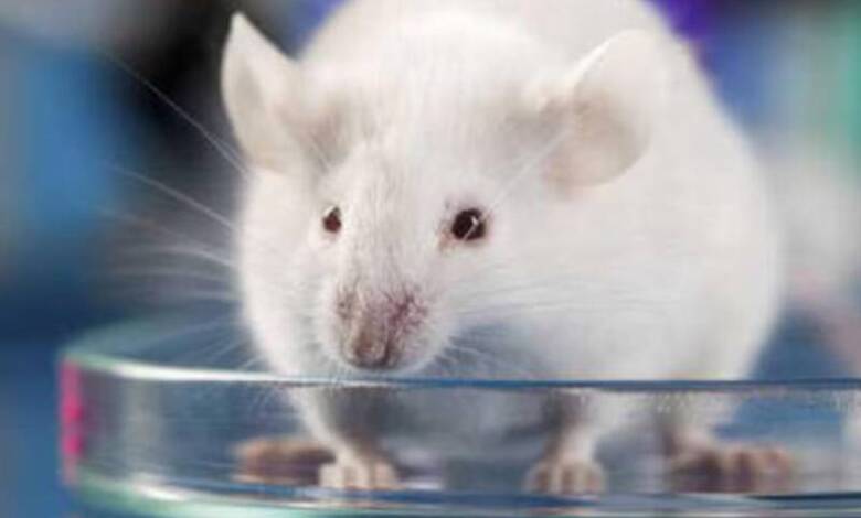 Dermatólogos revierten la calvicie en ratones con células madre