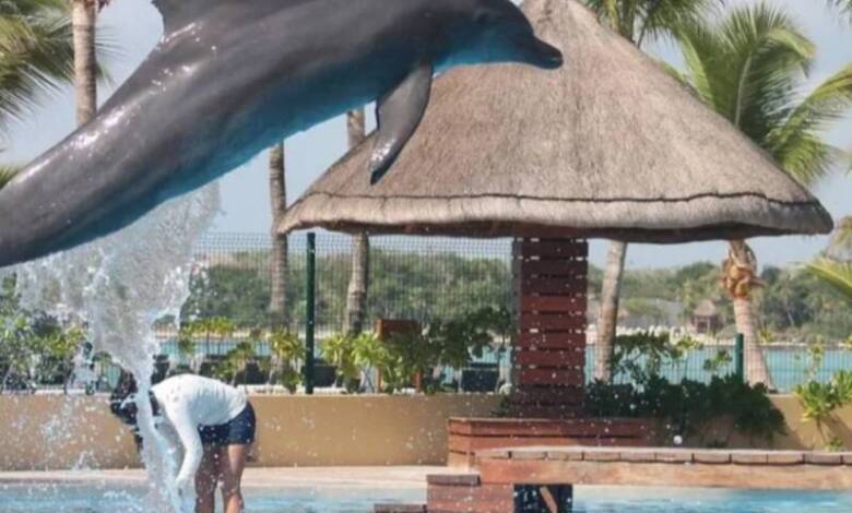 El Senado de México prohibió el uso de mamíferos marinos en espectáculos