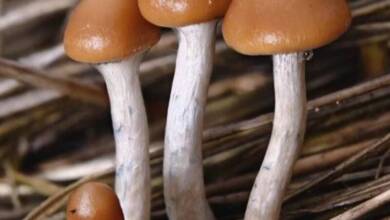 Nueva Zelanda autoriza el uso de “hongos mágicos” para tratar la depresión