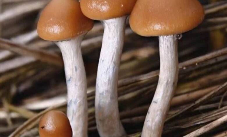 Nueva Zelanda autoriza el uso de “hongos mágicos” para tratar la depresión