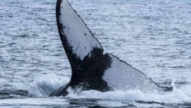 Brasil celebra el regreso masivo de ballenas jorobadas a sus costas