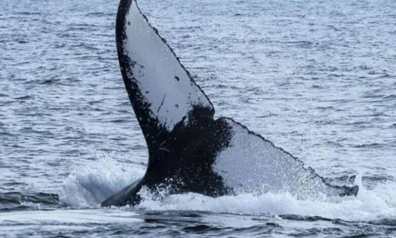 Brasil celebra el regreso masivo de ballenas jorobadas a sus costas