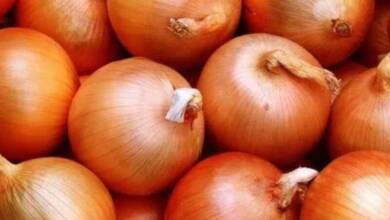 Crearon una cebolla que no hace llorar y tiene alto potencial exportador